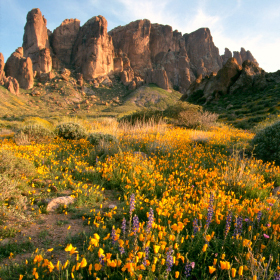 The flowers are in bloom at the foothills of the Superstition Mountains.