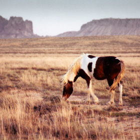 Painted horse in the wild near Shiprock, New Mexico