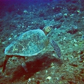 I had the thrill of scuba diving off the west coast of Ouaho in Hawaii and shot this sea turtle with a cheap disposable camera.