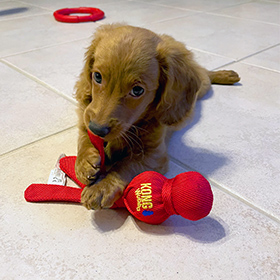 Golden Doodle puppy named Honey joins the Chateau Greenawalt