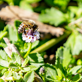 Bee on a flower on the banks of the Salt River
