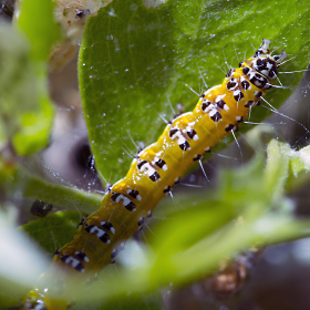 Caterpillar photo taken with macro photography lens from Tameron with a Canon 5D.