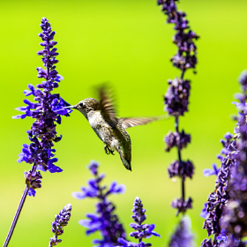 Humming Bird at the Santa Barbara Zoo in California.
